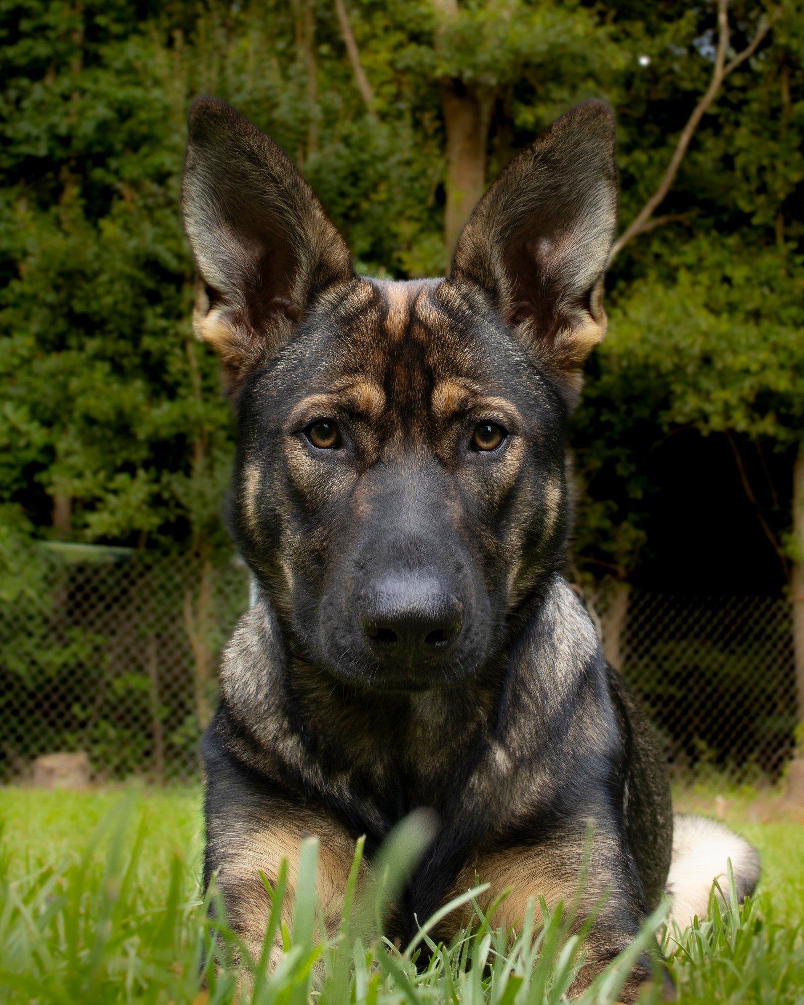 Beautiful sable German Shepherd